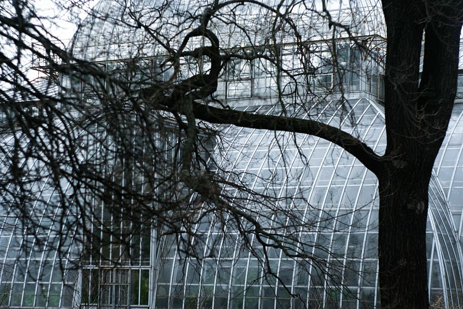 copac, grădină botanică, structura, fereastră, seră, grădină, arbore gol, ramură, zi, în aer liber, nici o persoana, plantă, trompă, trunchi de copac, natură, vedere unghiulară joasă, liniște, teren, pădure, cer, creştere, să se concentreze asupra primelor elemente, metal, frumusețe în natură, protecţie, 2K