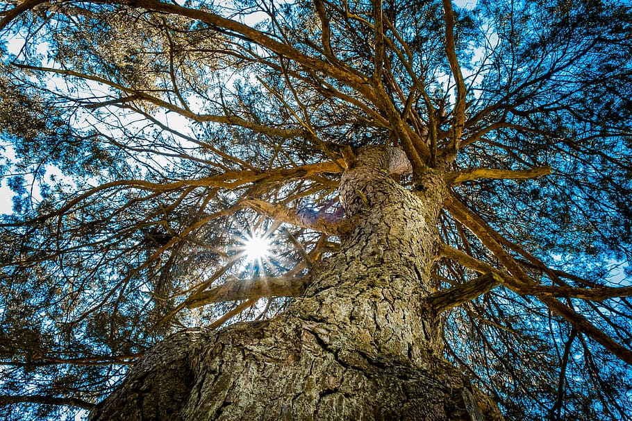 Baum, Sonne, Ast, Borke, Licht, Natur, natürlich, scheinen, Laub, Umgebung, Reise, Szene, Sieh nach oben, Traum, Himmel, Blau, Orange, draussen, bunt, glänzend, Baumstamm, Pflanze, Flachwinkelansicht, Kofferraum, Wachstum, Ruhe, keine Leute, Schönheit in der Natur, Tag, draußen, Land, große Höhe, Wald, Szenen - Natur, kahler Baum, Baumkrone, direkt darunter, Nadelbaum, 5K