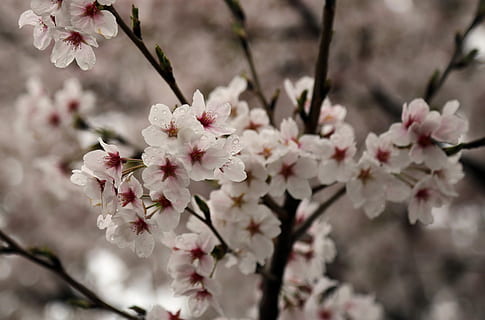 Kirschblüte, Sakura, Frühling, Holz, Blumenbaum, Pflanzen, Natur, Rosa, Blume, blühen, Baum, Zerbrechlichkeit, blühende Pflanze, Frische, Pflanze, Schönheit in der Natur, Wachstum, Verletzlichkeit, Ast, pinke Farbe, Nahansicht, Blütenblatt, Kirschbaum, Blütenstand, Tag, keine Leute, Blütenkopf, draußen, Pollen, Pflaumenblüte, Blumenstrauß, 4K, CC0, gemeinfrei, lizenzfrei