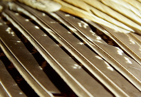 Fasan, Gefieder, Flügel, Textur, Spiel, Hintergründe, Kunst, Kultur und Unterhaltung, Nahansicht, keine Leute, Filmindustrie, Tag, Vollbild, Musik-, Muster, Musikausrüstung, Musikinstrument, Holz - Material, drinnen, Metall, selektiver Fokus, einzelnes Objekt, in einer Reihe, Saiteninstrument, Kreativität, High Angle View, Zeichenfolge, alt, Klaviertaste, 2K, CC0, gemeinfrei, lizenzfrei