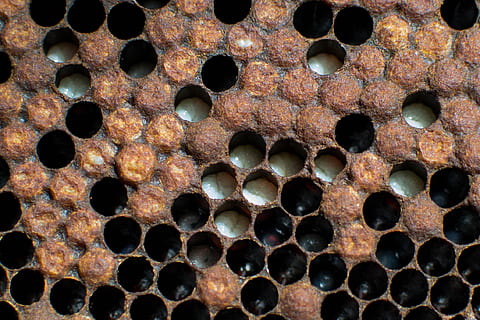 bier, natur, biavl, fuld ramme, baggrunde, tæt på, geometrisk form, mønster, ingen mennesker, hul, tekstureret, cirkel, form, metal, rusten, dag, forringelse, Brun, design, nedgang, kørt ned, gammel, forvitret, 1080P, CC0, offentligt domæne, royaltyfrie