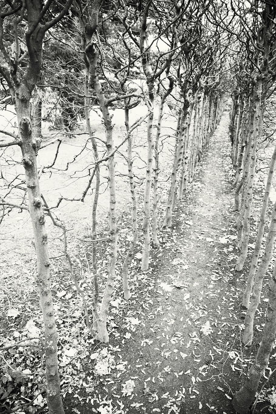 lluny, arbres, buit, avinguda, Camí, senderisme, camí forestal, romanç, sw, avinguda de bedoll, colla, idíl·lic, la soledat, sentit, arcade, idil·li, naturalesa, blanc i negre, arbre, bosc, a l'aire lliure, paisatge, hivern, branca, neu, planta, terra, tranquil·litat, creixement, cap gent, dia, bellesa a la natura, escena tranquil·la, escena no urbana, escenics - natura, tronc, tronc de l'arbre, medi ambient, 2K