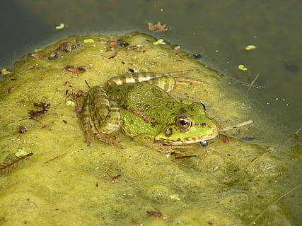 katak, kolam, air, amfibi, alam, hewan, margasatwa, rawa, danau, warna hijau, satwa liar hewan, binatang di alam liar, tema binatang, satu binatang, bertulang belakang, tampilan sudut tinggi, tidak ada orang, hari, renang, merapatkan, laut, 2K, CC0, domain publik, bebas royalti