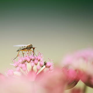 verd, lladre, volar, rosa, flors, ballar volant, insecte, macro, tancar, flor, florir, naturalesa, un animal, color rosa, enfocament selectiu, planta, fauna animal, fragilitat, primer pla, planta amb flors, bellesa a la natura, invertebrat, frescor, temes d'animals, vulnerabilitat, animal, pètal, cap de flor, animals a la natura, creixement, cap gent, polinització, pol·len, porpra, 2K, CC0, domini públic, lliure de regalies