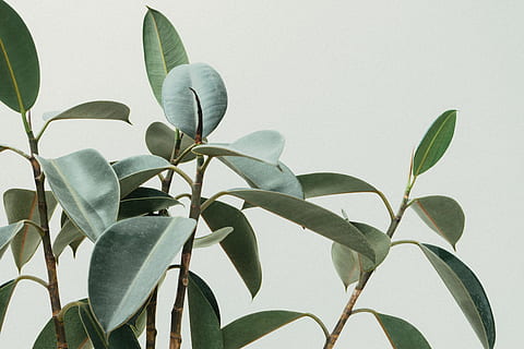natura, rami, pianta, sfocatura, avvicinamento, ambiente, messa a fuoco, fresco, crescita, le foglie, naturale, foglia, parte vegetale, nessuno, colore verde, bellezza nella natura, all'aperto, caratteristica della parete, giorno, freschezza, fiore, sfondo bianco, pianta fiorita, soleggiato, luce del sole, botanica, 5K, CC0, dominio pubblico, privo di copyright