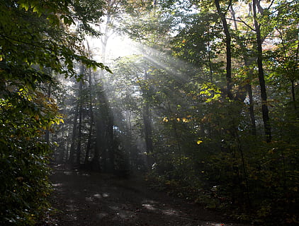 Forest, Trees, Sun, Shining, Through, shining, through, foliage, rays, light, leaves, nature, wood, morning, tree, woodland, outdoors, leaf, fog, green Color, landscape, beauty In Nature, scenics, no People, mist, sunlight, footpath, color Image, autumn, tranquility, growth, plant, land, non-urban scene, scenics - nature, tranquil scene, sunbeam, day, direction, the way forward, streaming, 4K, CC0, public domain, royalty free