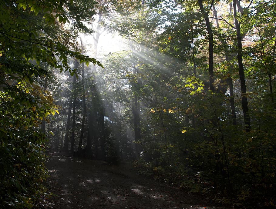 Wald, Bäume, Sonne, durchscheinen, leuchtenden, durch, Laub, Strahlen, Licht, Blätter, Natur, Holz, Morgen, Baum, draußen, Blatt, Nebel, grüne Farbe, Landschaft, Schönheit in der Natur, szenen, keine Leute, Sonnenlicht, Fußweg, Farbbild, Herbst, Ruhe, Wachstum, Pflanze, Land, Nicht-städtische Szene, Szenen - Natur, ruhige Szene, Sonnenstrahl, Tag, Richtung, der Weg nach vorn, Streaming, 4K