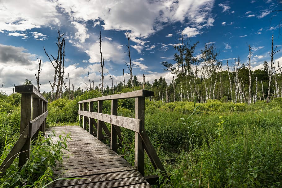 pasarela peste iarba, peisaj, natură, copaci, pădure, bach, idilic, fundal, fundal de ecran, web, pod, desigur, vară, cer, apă, nori, mesteacăn, verde, botanică, odihnă, panoramă, plantă, nor - cer, lemn - material, iarbă, rural, teren, liniște, creştere, camp, o scenă liniștită, Culoarea verde, frumusețe în natură, copac, nici o persoana, Boardwalk, scenice - natura, zi, scenă non-urbană, cărare, în aer liber, lemn, 5K