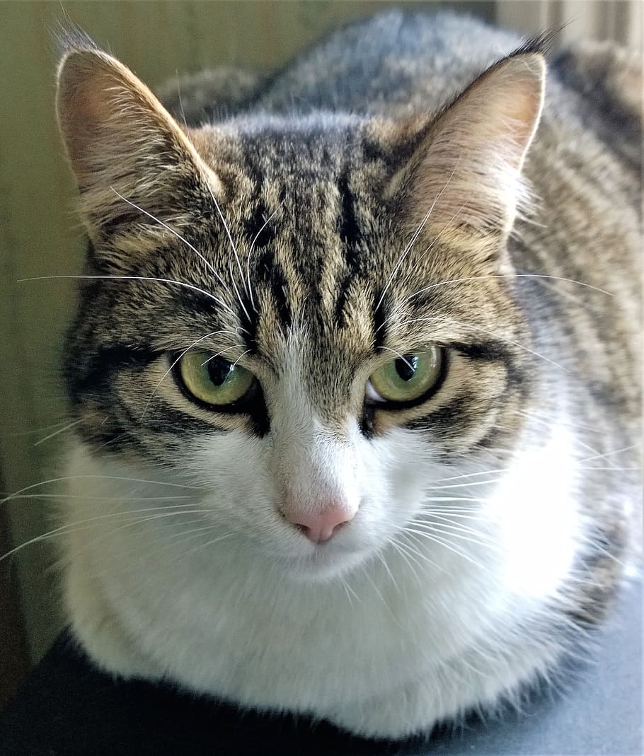 gatto, animali domestici, animali, faccia di gatto, gatto carino, avvicinamento, gatto a strisce, gatto domestico, gatto faccia, ritratto, carina, nos, animale domestico, gatto a pelo corto, focalizzata, vigile, viso, occhi, micio, gatti, animali da pelliccia, temi animali, felino, un animale, animale, domestico, mammifero, baffo, guardando la fotocamera, parte del corpo animale, vertebrato, nessuno, testa di animale, occhio, concentrarsi sulle conoscenze acquisite, occhio animale, soriano, grugno, 2K