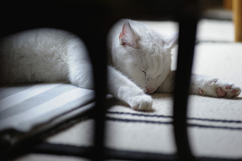 gat blanc, gat blanc sòlid, dorment, descans, mascotes, predadors, cara, interior, ro, a l'interior, cap gent, dia, primer pla, gat, gat domèstic, felí, nacional, mamífer, animals domèstics, temes d'animals, un animal, animal, relaxació, vertebrats, Color blanc, la pota, ulls tancats, bigotis, cap d’animals, 4K, CC0, domini públic, lliure de regalies