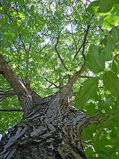 Baum, Walnussbaum, Blätter, Blatt, Grün, Stamm, Borke, Laubbaum, Ast, ästhetisch, Wachstum, Struktur, Pflanze, Kofferraum, Baumstamm, Pflanzenteil, Flachwinkelansicht, Natur, grüne Farbe, Schönheit in der Natur, Ruhe, Wald, Tag, Land, keine Leute, draußen, Sonnenlicht, ruhige Szene, 4K, CC0, gemeinfrei, lizenzfrei