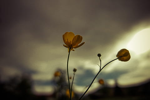 цветы, летом, задний свет, весна, цвести, цветение, завод, оранжевый, Fiore, красочный, натюрморт, природа, надежда, любить, мечта, видение, баннер, фон, луг, пейзаж, небо, удовлетворение, облака, лес, лист, осень, цветок, цветущее растение, красота в природе, хрупкость, уязвимость, свежесть, рост, сосредоточиться на переднем плане, крупный план, нет людей, стебель растения, на открытом воздухе, спокойствие, лепесток, выборочный фокус, соцветие, головка цветка, 5K, CC0, общественное достояние, роялти бесплатно
