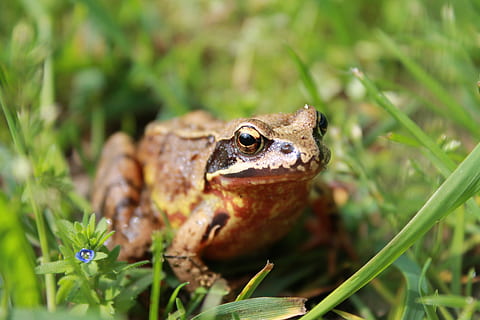 granota, herba, Camí, primavera, temes d'animals, animal, fauna animal, animals a la natura, un animal, vertebrats, rèptil, amfibi, planta, naturalesa, primer pla, cap gent, retrat, llangardaix, centrar-se en primer pla, dia, color verd, a l'aire lliure, iguana, 4K, CC0, domini públic, lliure de regalies
