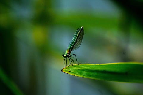 verde, damselfly, foglia, selettivo, fotografia, foglia verde, insetto, libellula, natura, animale, ala animale, avvicinamento, macro, estate, colore verde, all'aperto, bellezza nella natura, un animale, temi animali, animali allo stato selvatico, fauna selvatica, invertebrato, parte vegetale, nessuno, messa a fuoco selettiva, pianta, giorno, concentrarsi sulle conoscenze acquisite, 5K, CC0, dominio pubblico, privo di copyright