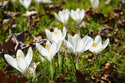 safrà, flor blanca, primavera, flor, blanc, florir, tancar, naturalesa, planta, a l'aire lliure, color verd, bellesa a la natura, pètal, primer pla, temporada, estiu, prat, cap gent, frescor, creixement, full, cap de flor, herba, Color blanc, planta amb flors, vulnerabilitat, fragilitat, inflorescència, dia, terra, camp, centrar-se en primer pla, iris, pol·len, 5K, CC0, domini públic, lliure de regalies