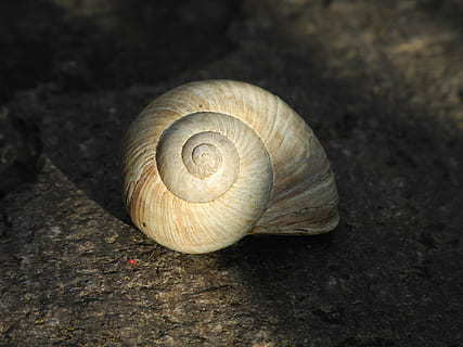 shell, prázdný, slunečního světla, světlo a stín, zvířat, zvíře, zvířecí shell, měkkýš, bezobratlý, hlemýžď, plži, zvířata ve volné přírodě, jednoho zvířete, detail, spirála, nikdo, zaměřit se na popředí, Příroda, den, pevný, Skála, rock - objekt, venku, 2K, CC0, veřejná doména, bez autorských práv