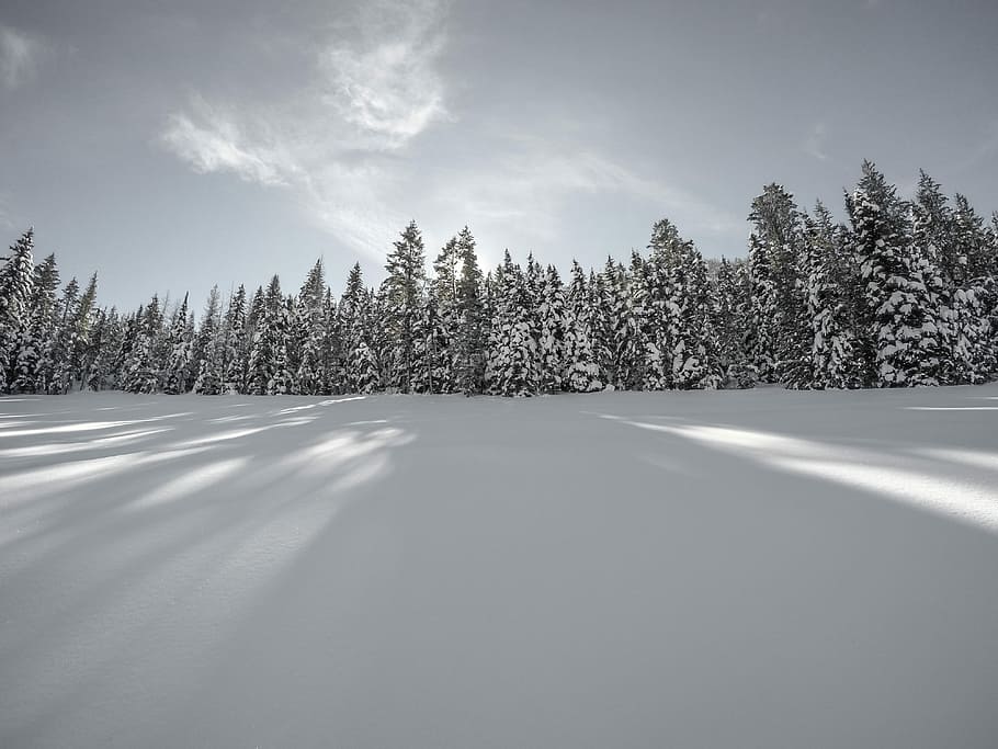 fotografia di paesaggio, alberi di pino, coperto, la neve, prese, bianca, nuvole, giorno, foresta, albero, sempreverde, abete rosso, abete, ombra, inverno, paesaggio, morbido, grigio, cielo, pianta, temperatura fredda, natura, scena tranquilla, terra, Pino, nuvola - cielo, scenics - natura, congelato, la tranquillità, bellezza nella natura, nessuno, albero di conifere, scena non urbana, bosco di pini, bosco, albero sempreverde, 4K