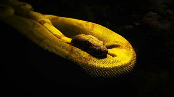 groc, marró, python, serp, fosc, temes d'animals, animal, fauna animal, un animal, part del cos dels animals, fons negre, rèptil, animals a la natura, cap d’animals, vertebrats, cap gent, primer pla, por, animals en captivitat, ull d’animals, cacera, tir de l'estudi, caça d’animals, escala d’animals, verinós, ominós, marí, 5K, CC0, domini públic, lliure de regalies