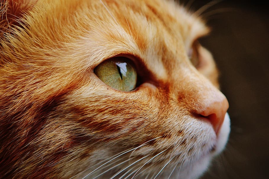 gat tigre taronja, gat, cara, tancar, vista, ulls, retrat, adidas, món animal, animal, gat de cara, cara de gat, bonic, mieze, gat domèstic, mascota, gatet, cap, expressió, temes d'animals, mamífer, un animal, mascotes, nacional, animals domèstics, felí, primer pla, part del cos dels animals, vertebrats, bigotis, cap d’animals, cap gent, mirant, ull d’animals, ull, mirant cap a fora, gat de gingebre, vista del perfil, musell, tabby, nas animal, 5K