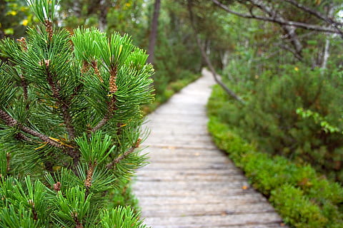 pad, turf, veen, groen, groen, tak, pijnboom, Moor, groen, tak, boom, natuur, voetpad, Bos, groene kleur, buitenshuis, fabriek, bos-, geen mensen, de weg vooruit, kalmte, schoonheid in de natuur, dag, groei, richting, land-, hout - materiaal, blad, gebladerte, weelderig gebladerte, deel van de plant, dennenboom, naaldboom, 2K, CC0, publiek domein, royaltyvrij