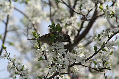 primavera, blanc, florir, naturalesa, pomera, primavera, blanc, fulles, natur, naturalesa viva, poble, arbres, paisatge, casa d'aus, pardal, ocell, ocells, arbre, branca, flor, cap gent, planta, planta amb flors, creixement, fragilitat, vulnerabilitat, bellesa a la natura, frescor, un animal, animals a la natura, temes d'animals, centrar-se en primer pla, dia, fauna animal, a l'aire lliure, cap de flor, flor de cirerer, polinització, 4K, CC0, domini públic, lliure de regalies