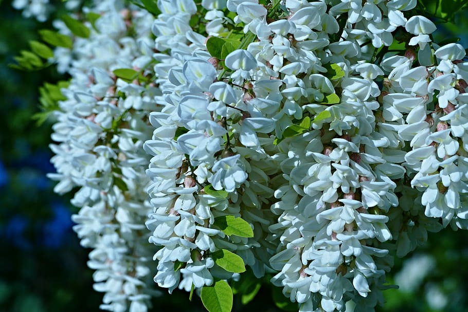 acacia, fiori, primavera, albero, un ramo, natura, ramo, in fiore sboccia, albero in fiore, fogliame, pianta, crescita, bellezza nella natura, fiore, pianta fiorita, fragilità, vulnerabilità, freschezza, avvicinamento, colore verde, giorno, nessuno, parte vegetale, foglia, Colore bianco, all'aperto, concentrarsi sulle conoscenze acquisite, petalo, messa a fuoco selettiva, testa di fiore, un mazzo di fiori, lilla, 5K