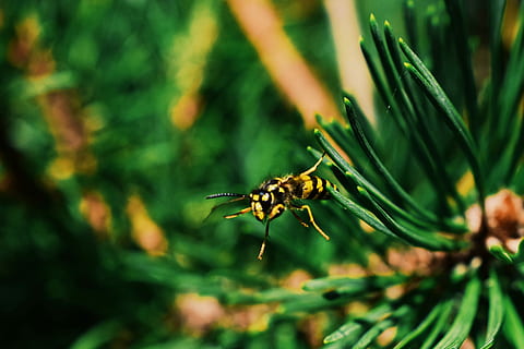 gul, sort, bi, grøn, bladede, plantefotografering, flyvende, tæt på, makro, fyrnål, fyrretræ, træ, Skov, insekt, striber, natur baggrund, natur tapet, unsplash, dyre temaer, et dyr, hvirvelløse, dyr, dyreliv, plante, dyr i naturen, natur, grøn farve, ingen mennesker, dag, selektiv fokusering, skønhed i naturen, udendørs, fokus på forgrunden, vækst, nåletræ, 5K, CC0, offentligt domæne, royaltyfrie
