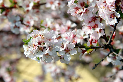 Kirsche, blühen, Kirschblüten, Frühling, weiße Blumen, Natur, Blumen, Garten, blühender Zweig, Zweig der Kirsche, Pflanze, blühender Baum, weiße Blütenblätter, kann, lebende Natur, Filzkirsche, blühende Pflanze, Blume, Schönheit in der Natur, Frische, Zerbrechlichkeit, Baum, Wachstum, Verletzlichkeit, Kirschblüte, Ast, Nahansicht, keine Leute, Obstbaum, Kirschbaum, Blütenblatt, Tag, draußen, pinke Farbe, Blütenkopf, Pollen, Blumenstrauß, 2K, CC0, gemeinfrei, lizenzfrei