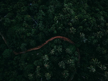 aèria, foto, bosc, palmell, arbre, carretera, Camí, pista, ruta, vista del drone, fosc, naturalesa, samuel, vora del mar, dji, samui, planta, creixement, color verd, cap gent, bellesa a la natura, tranquil·litat, dia, terra, escena tranquil·la, vista d’angle alt, escena no urbana, escenics - natura, a l'aire lliure, fullatge, exuberant fullatge, part de la planta, full, selva tropical, 4K, CC0, domini públic, lliure de regalies
