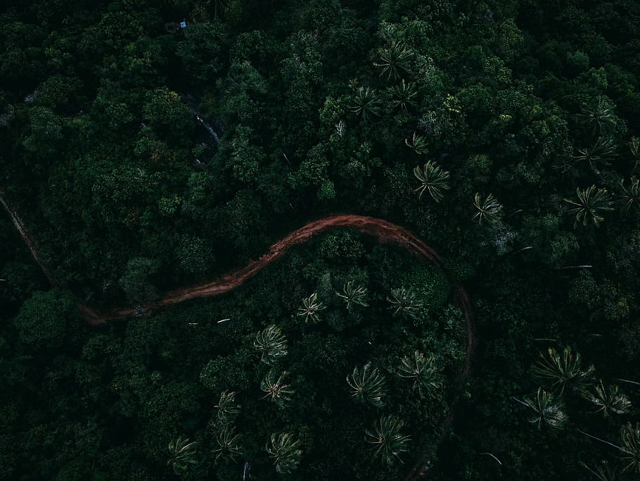 aèria, foto, bosc, palmell, arbre, carretera, Camí, pista, ruta, vista del drone, fosc, naturalesa, samuel, vora del mar, dji, samui, planta, creixement, color verd, cap gent, bellesa a la natura, tranquil·litat, dia, terra, escena tranquil·la, vista d’angle alt, escena no urbana, escenics - natura, a l'aire lliure, fullatge, exuberant fullatge, part de la planta, full, selva tropical, 4K