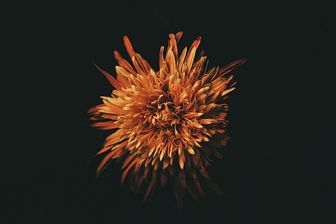 selettivo, fotografia a fuoco, arancia, fiore petalo, fiore marrone petalo, fiore, macro, botanico, natura, floreale, petalo, illuminazione, sfondo nero, crisantemo, contrasto, canone, pianta fiorita, fragilità, bellezza nella natura, vulnerabilità, freschezza, testa di fiore, avvicinamento, girato in studio, infiorescenza, pianta, nessuno, crescita, in casa, copia spazio, colore arancione, morbidezza, 5K, CC0, dominio pubblico, privo di copyright