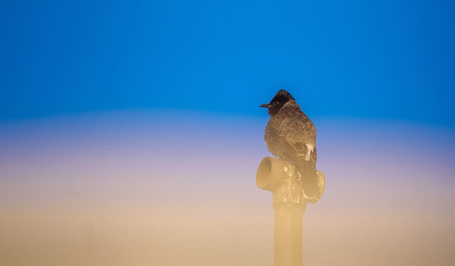 pensament profund, bulbul de ventilació vermella, relaxa't, ocell, animal, temes d'animals, vertebrats, fauna animal, animals a la natura, un animal, posat, cel, cap gent, blau, naturalesa, cel clar, còpia espai, dia, a l'aire lliure, longitud completa, vista d’angle baix, pol, centrar-se en primer pla, post de fusta, 5K
