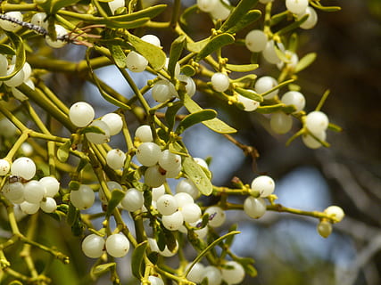 vischio, Natale, pino, foresta, natura, albero, ramo, all'aperto, pianta, crescita, frutta, freschezza, cibo e bevande, mangiare sano, avvicinamento, cibo, giorno, bellezza nella natura, nessuno, messa a fuoco selettiva, oliva, ramoscello, foglia, agricoltura, primavera, maturo, 4K, CC0, dominio pubblico, privo di copyright