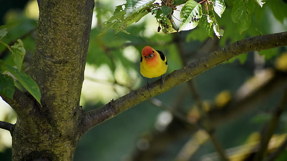 fugl, træ, nuttet, gul, finch, sommer, gul, finke, vestlige tanager, sangfugl, dyre temaer, et dyr, dyr i naturen, perching, ingen mennesker, plante, afdeling, hvirveldyr, dyr, dyreliv, fokus på forgrunden, natur, dag, udendørs, grøn farve, vækst, bagagerum, 5K, CC0, offentligt domæne, royaltyfrie
