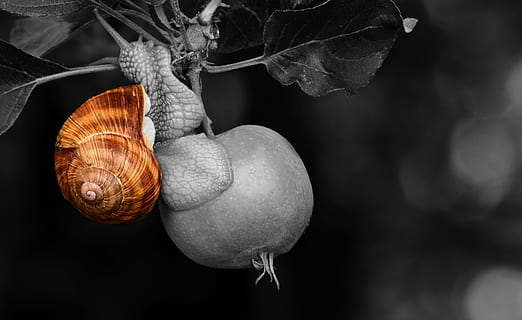 selectivo, foto a color, marrón, caracol, cáscara, árbol de manzana, manzana, árbol, Fruta, naturaleza, blanco negro, cerrar, criatura, reptil, caracol en manzana, resaltado, separar, color, molusco, un animal, nadie, temas de animales, de cerca, fondo negro, al aire libre, comida, comida y bebida, planta, parte de la planta, hoja, alimentación saludable, frescura, centrarse en primer plano, rama, colgando, bienestar, crecimiento, fauna animal, día, 5K, CC0, dominio público, libre de derechos