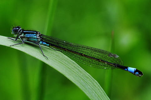libel, macro, insect, water, meer, roofwants, turkoois, blauw, groene kleur, waterjuffer, dierlijke thema's, één dier, dieren in het wild, ongewerveld, dierenleven, dier, focus op de voorgrond, fabriek, deel van de plant, natuur, dierenvleugel, detailopname, blad, dag, geen mensen, buitenshuis, grassprietje, 2K, CC0, publiek domein, royaltyvrij