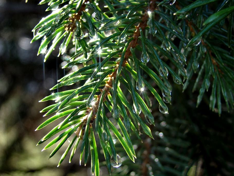 picea, agulla, branca, gotes, arbre, naturalesa, pluja, verd, bosc, primavera, gotes de pluja, verds, brillant, primer pla, agulles, cruixent, planta, aigua, Nadal, avet, arbre de fulla perenne, arbre de coníferes, agulla - part de la planta, color verd, pi, hivern, creixement, centrar-se en primer pla, bellesa a la natura, dia, cap gent, full, part de la planta, tirar, humit, a l'aire lliure, gota de pluja, temporada de pluges, rosada, 2K
