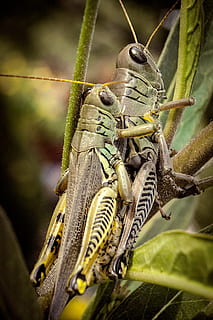 Llagosta, naturalesa, macro, insecte, animal, verd, error, herba, tremuja, antena, criatura, jardí, entomologia, temes d'animals, animals a la natura, fauna animal, un animal, primer pla, cap gent, planta, part de la planta, full, dia, invertebrat, llangardaix, centrar-se en primer pla, rèptil, vertebrats, color verd, a l'aire lliure, iguana, cap d’animals, 2K, CC0, domini públic, lliure de regalies
