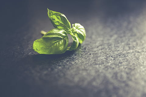 fresh, basil leafs, close, leafs, close up, basil, green, healthy, herbs, nature, leaf, green Color, freshness, close-up, spice, seasoning, herb, food, ingredient, plant, macro, selective focus, no people, food and drink, plant part, wellbeing, healthy eating, still life, indoors, vegetable, single object, studio shot, antioxidant, flower, 5K, CC0, public domain, royalty free
