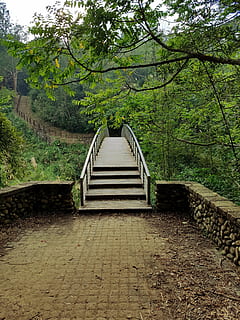 houten, brug, bomen, Bos, pad, natuur, landschap, buitenshuis, groen, toneel-, natuurlijk, oud, bossen, voetbrug, boom, stappen, trappenhuis, trappen en trappen, dag, geen mensen, hemel, fabriek, de weg vooruit, richting, architectuur, groei, ingebouwde structuur, land-, groene kleur, kalmte, voetpad, traliewerk, schoonheid in de natuur, perspectief verminderen, 2K, CC0, publiek domein, royaltyvrij