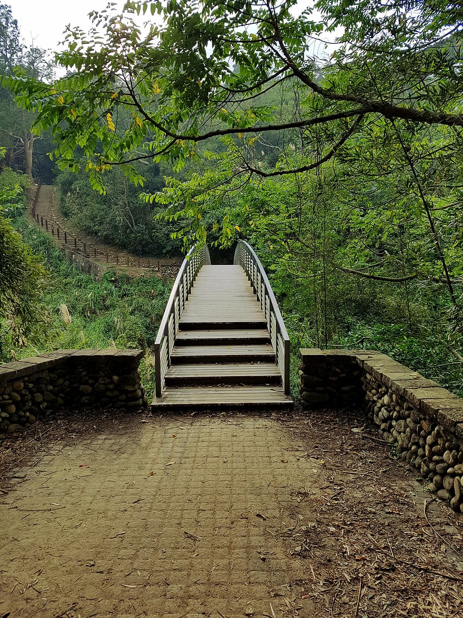 di legno, ponte, alberi, foresta, sentiero, natura, paesaggio, all'aperto, verde, scenario, panoramico, naturale, vecchio, boschi, passerella, albero, passaggi, scala, gradini e scale, giorno, nessuno, cielo, pianta, la strada davanti, direzione, architettura, crescita, struttura costruita, terra, colore verde, la tranquillità, ringhiera, bellezza nella natura, prospettiva decrescente, 2K