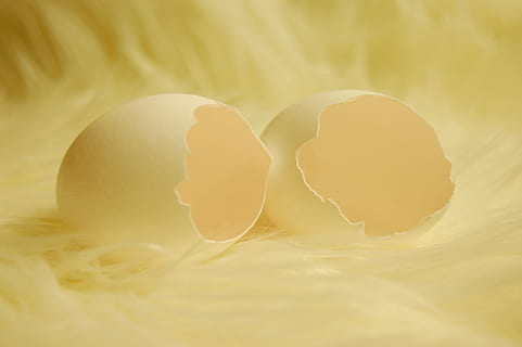 two, cracked, egg shells, egg, eggshell, open, chicken eggs, broken, shell, hatched, yellow, food and drink, studio shot, no people, close-up, food, fragility, vulnerability, freshness, egg yolk, indoors, raw food, beginnings, animal egg, healthy eating, breaking, softness, 2K, CC0, public domain, royalty free