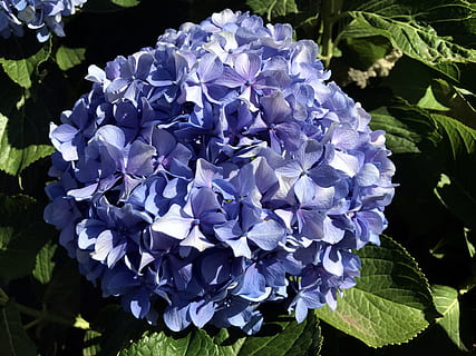 hortensia, blå, blomst, tæt på, have, natur, plante, opfyldelse, tapet, blomstrende plante, kronblad, skrøbelighed, sårbarhed, skønhed i naturen, friskhed, lilla, blomsterstand, vækst, blomsterhoved, plante del, blad, dag, ingen mennesker, sollys, udendørs, forår, flok blomster, 4K, CC0, offentligt domæne, royaltyfrie