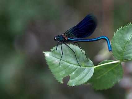 libellula, foglia, riposo, blu, verde, Ali, insetto, natura, animali allo stato selvatico, temi animali, un animale, colore verde, invertebrato, fauna selvatica, parte vegetale, animale, avvicinamento, ala animale, pianta, giorno, concentrarsi sulle conoscenze acquisite, nessuno, crescita, bellezza nella natura, damselfly, all'aperto, 2K, CC0, dominio pubblico, privo di copyright