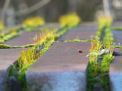 Moos, Sonne, gleich, Wand, Grün, Stadt, Backstein, Mauerwerk, Pflanze, selektiver Fokus, Wachstum, keine Leute, Tag, Natur, grüne Farbe, Fußweg, der Weg nach vorn, Nahansicht, in einer Reihe, Richtung, draußen, abnehmende Perspektive, Oberflächenniveau, Schönheit in der Natur, Sonnenlicht, Holz - Material, Blatt, 4K, CC0, gemeinfrei, lizenzfrei