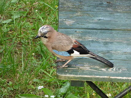 jay, ocell, taula, jardí, pati, naturalesa, vida salvatge, animal, ploma, bec, a l'aire lliure, animals a la natura, observació d'aus, vertebrats, un animal, fauna animal, planta, material de fusta, posat, cap gent, dia, herba, zoologia, longitud completa, primer pla, vista lateral, 4K, CC0, domini públic, lliure de regalies