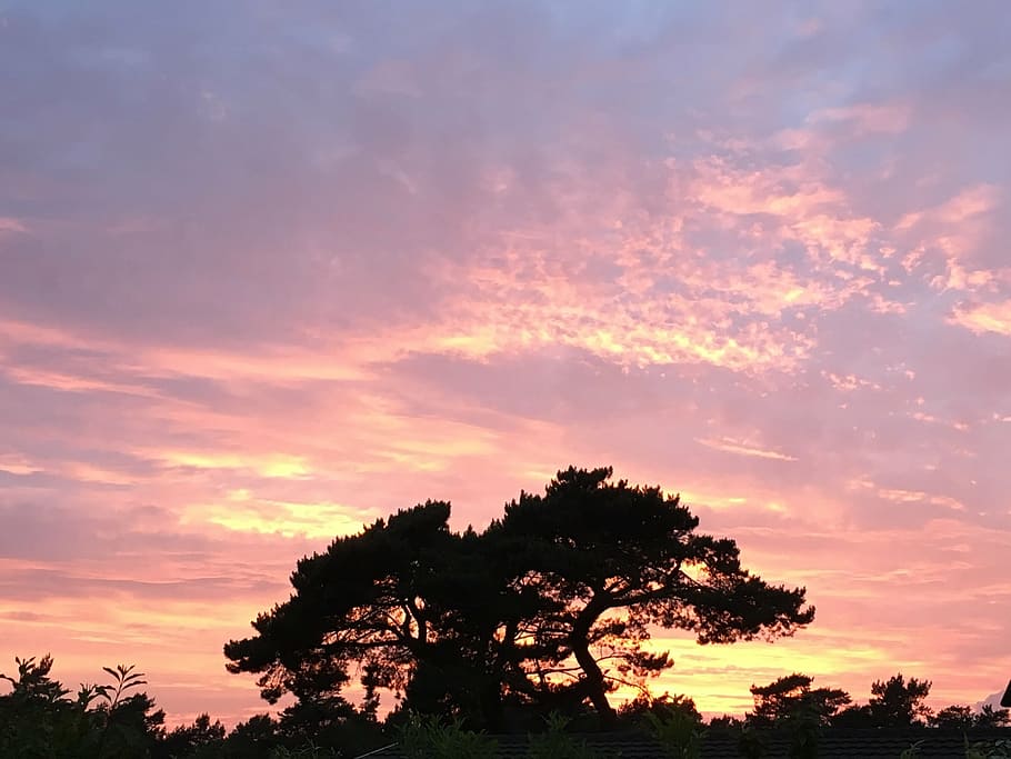solnedgang, aften rød, sommernat, natur, træ, himmel, skumring, udendørs, sommer, sol, solopgang - daggry, sollys, plante, sky - himmel, skønhed i naturen, silhuet, ro, scenics - natur, rolig scene, vækst, orange farve, ingen mennesker, lav vinkel visning, idyllisk, ikke-urbane scene, dramatisk himmel, romantisk himmel, 1080P