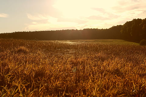 Wiese, Sonnenuntergang, Zeit, reflektiert, Strahlen, reflektierte Strahlen, Spinnweben, Indischer Sommer, Feld, Natur, Landschaft, Wachstum, ruhige Szene, Himmel, Ruhe, Pflanze, Schönheit in der Natur, Szenen - Natur, Land, Umgebung, wolke - himmel, Baum, Sonnenlicht, Gras, keine Leute, Nicht-städtische Szene, ländliche Szene, draußen, 5K, CC0, gemeinfrei, lizenzfrei