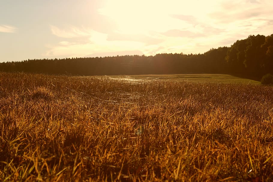 Wiese, Sonnenuntergang, Zeit, reflektiert, Strahlen, reflektierte Strahlen, Spinnweben, Indischer Sommer, Feld, Natur, Landschaft, Wachstum, ruhige Szene, Himmel, Ruhe, Pflanze, Schönheit in der Natur, Szenen - Natur, Land, Umgebung, wolke - himmel, Baum, Sonnenlicht, Gras, keine Leute, Nicht-städtische Szene, ländliche Szene, draußen, 5K