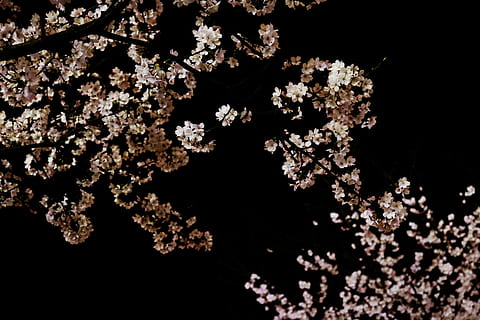lav, vinkelfotografi, hvit, petaled blomst, hvitt blomstertre, blomst, tre, rosa, svart, mørk, vår, gren, friskhet, natur, anlegg, skjørhet, skjønnhet i naturen, blomstrende plante, sårbarhet, ingen folk, vekst, svart bakgrunn, studio skudd, nærbilde, blomstre, natt, kirsebærblomst, utendørs, rosa farge, våren, kirsebærtre, luksus, 4K, CC0, offentlig domene, opphavsrett gratis
